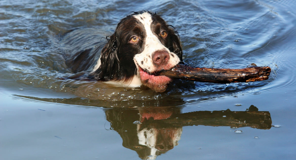 Kondensere Dom Kom forbi for at vide det Svøm med din hund - Vi giver dig gode råd til at få en vandhund - Agria  Dyreforsikring