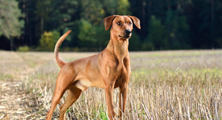 Her ses en hund med almindelig hale, der ikke har haleknæk