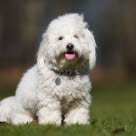 Coton de tulear, også kaldet en bomuldshund, sidder på en græsplæne