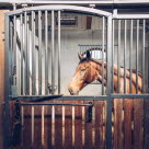 God hygiejne i hestens boks er vigtigt for at undgå urinvejsinfektion