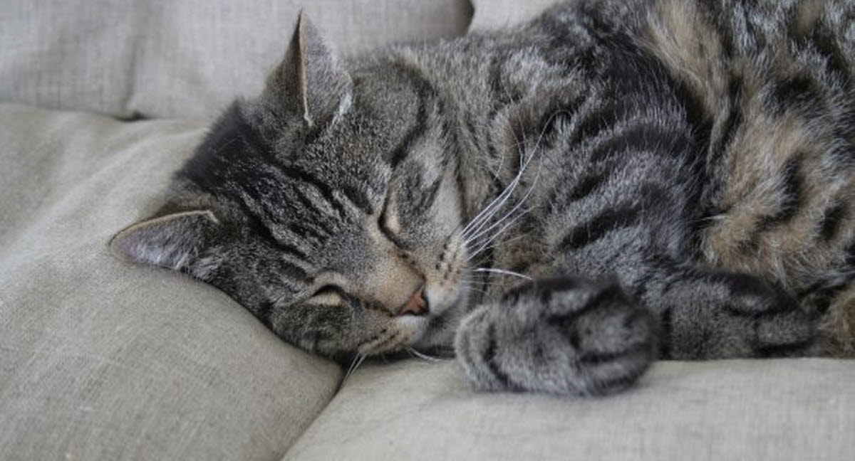 Slagter muskel Perversion Katten Gizmo fik forstoppelse af sit foder - Agria Dyreforsikring