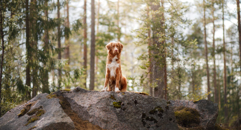 Hud sidder på sten - Hugormen findes næsten overalt i naturen, men de ses hyppigt i stengærder og i hedelandskaber. 