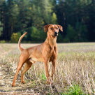 Her ses en hund med almindelig hale, der ikke har haleknæk