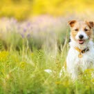 Hanhund sidder udenfor på en sommermark