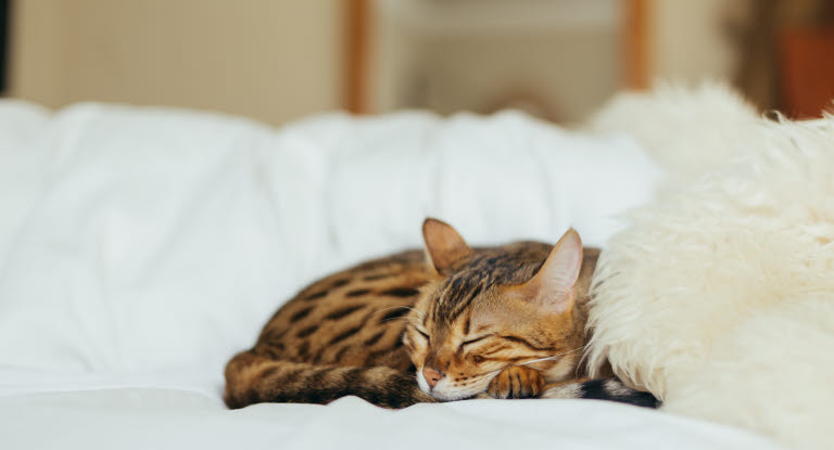 En kat med diarré og opkast kan blive sløv