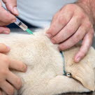 Det er vigtigt at vaccinere mod hundesyge