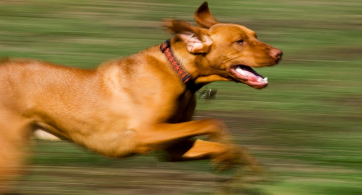 korsbånd hund symptomer korsbånd hund symptomer