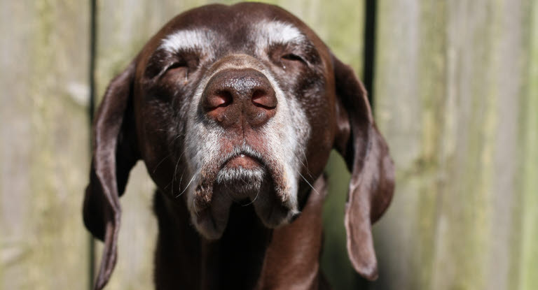 Ny forskning viser, at hunde, som holdes i god form, og fodres så de ikke bliver overvægtige, lever længere. Det drejer sig ikke om en marginal forskel – et studie viser, at hunde, som passes godt, lever flere år længere end gennemsnittet