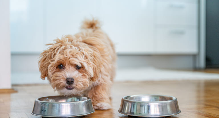 Maltipoo spiser af skål