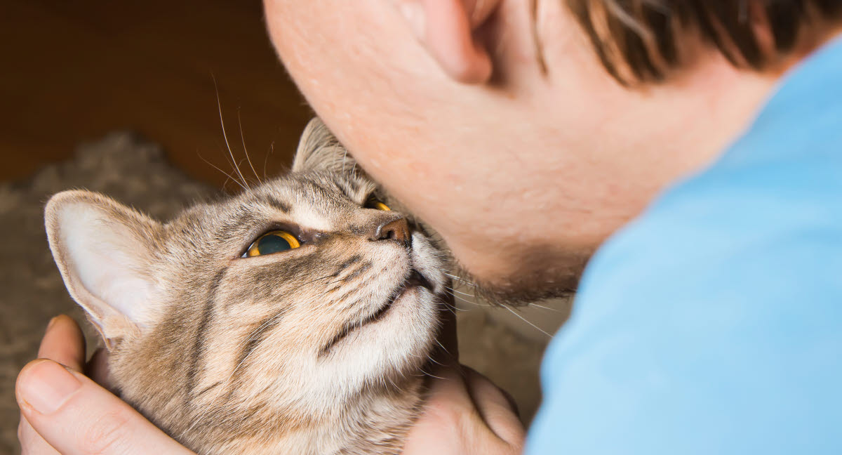 Øreproblemer katte - Spot almindelige øresygdomme hos din - Agria Dyreforsikring