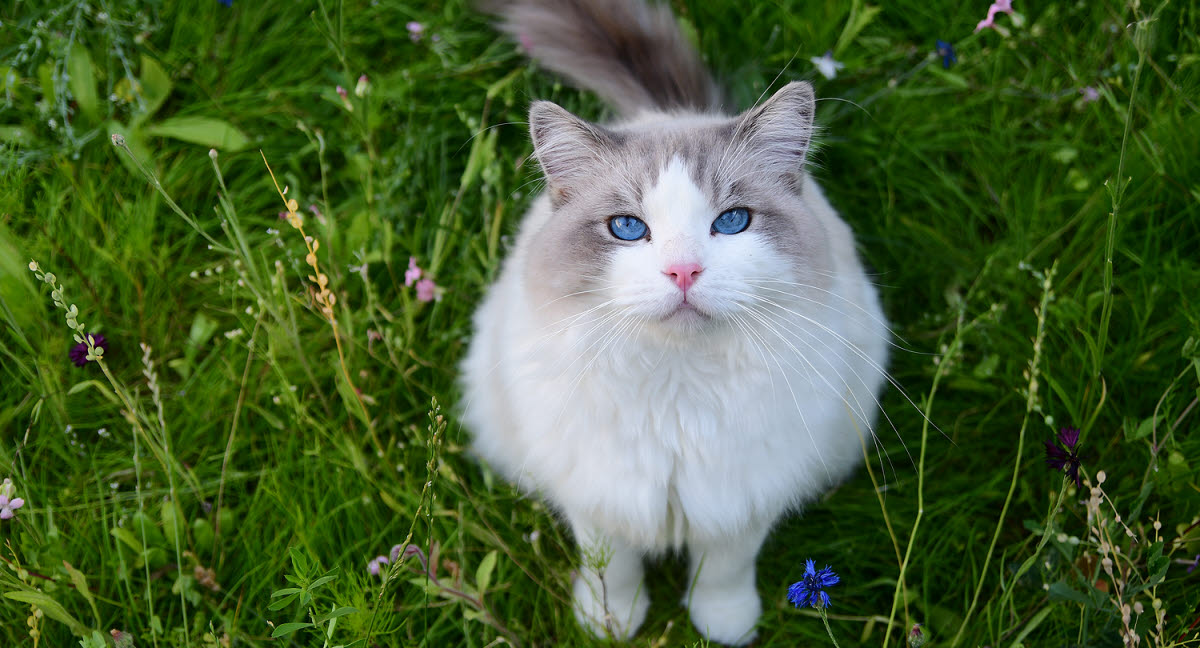 Giv katten en sommerferie - Læs vores - Agria Dyreforsikring