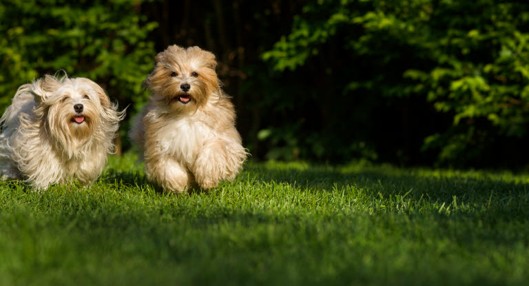 To bichon havanais løber henover en græsplæne