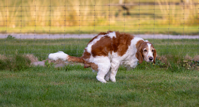 Hund laver hundelort