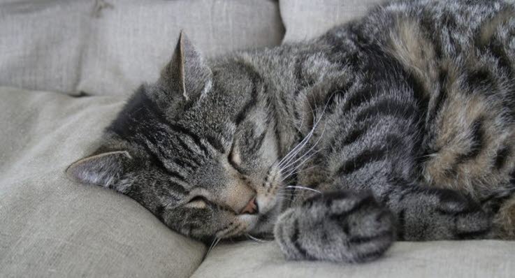 hård mave kat hård mave kat