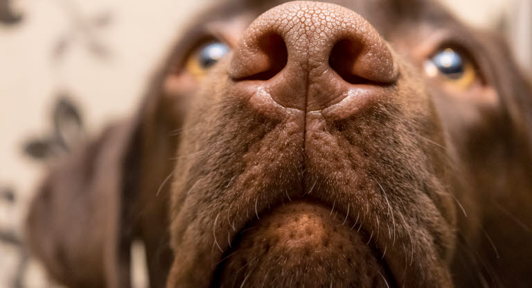 Hund er ved at lave snudedut