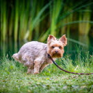 En hund, der har problemer med at besørge, kan vise flere forskellige symptomer.
