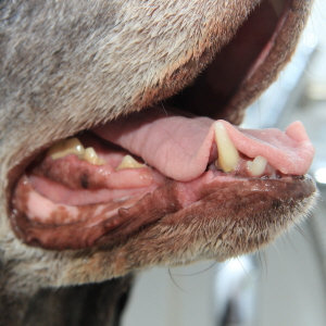 Agria forsikring hund