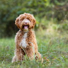 Australsk labradoodle sidder udenfor