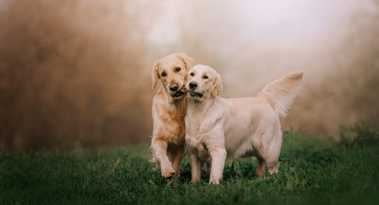 Tæver kommer i løbetid, og der skal de ikke være sammen med hanhunde