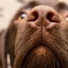 Hund er ved at lave snudedut
