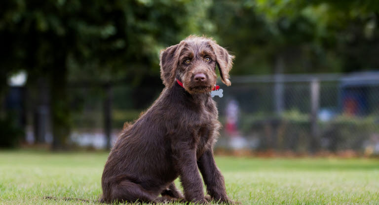 En labradoodle med hair pels sidder udenfor