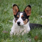 Welsh corgi cardigan ligger i græsset udenfor