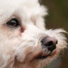 En hund med løbende øjne og misfarvet pels i øjenområderne