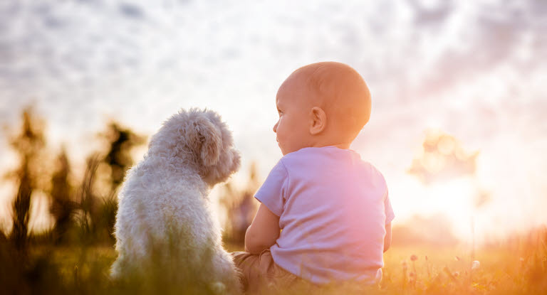 Babyer og hunde - gjort hunden klar til ankomst - Agria Dyreforsikring