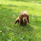 En hund, der tisser ofte og i små mængder, kan være et tegn på urinsten.