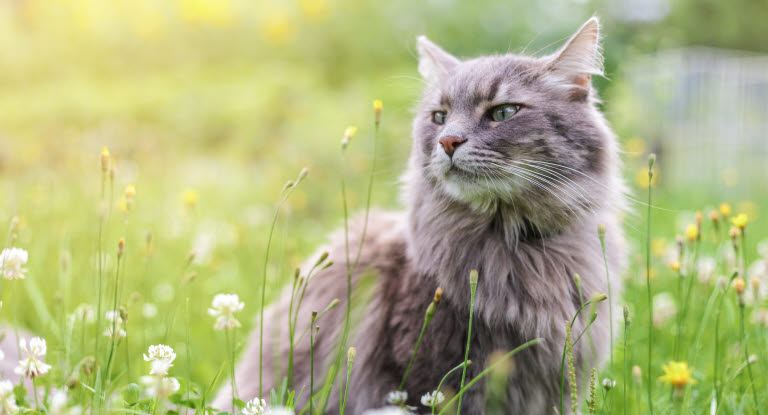 Strejfende kat om sommeren