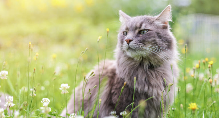 Strejfende kat om sommeren