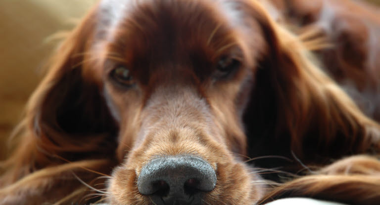 Anklage berømt Ugyldigt Inhalationsallergi og priktest af hund - Agria Dyreforsikring