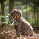 Cockerpoo sidder i en skov