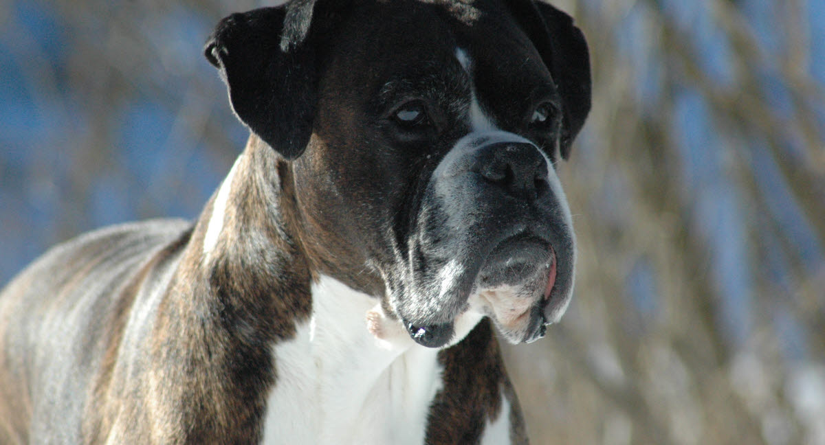 Brucellose en risiko ved hundeavl af - Agria Dyreforsikring