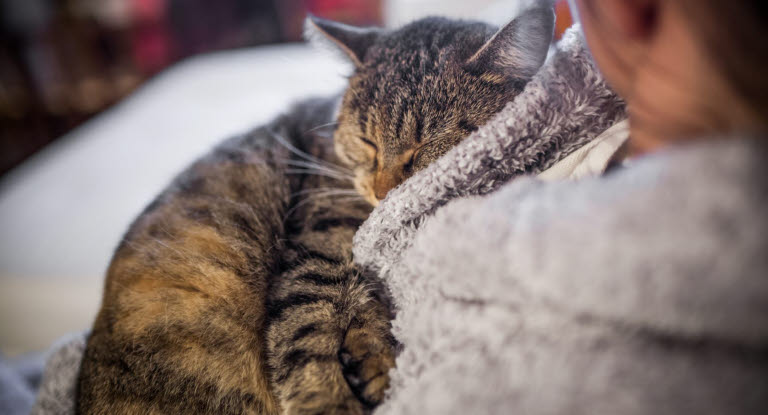 Kat ligger og spinder på sin ejer