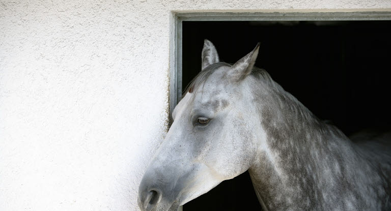 Hest står i sin boks med hovedet ud af vindue