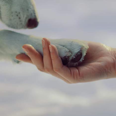 Kvinde holder hundepote i hånden.