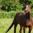 Hest på varm sommerdag