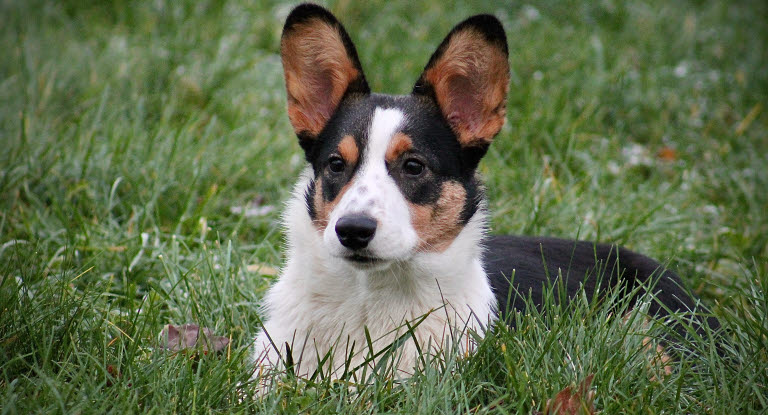Welsh corgi cardigan ligger i græsset udenfor