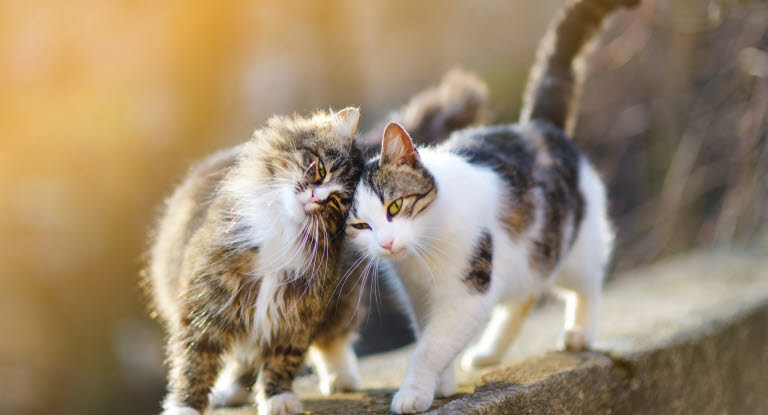 Rettidig Modtager Forhåbentlig Løbetid hos katten - Undgå uventede kattekillinger - læs mere her - Agria  Dyreforsikring