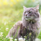 Strejfende kat om sommeren