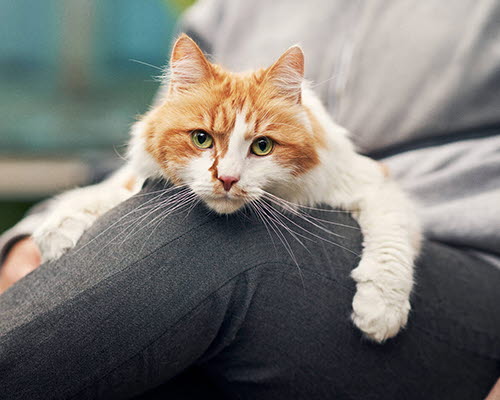 Kat ligger i menneskets skød.