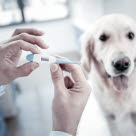 Tag temperaturen på din hund, hvis du mistænker, at den har feber.