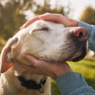En mand aer sin hund på hovedet udenfor