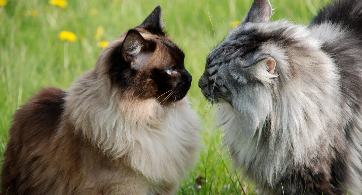 Forårsråd til katteejere - Dette skal overveje Agria Dyreforsikring