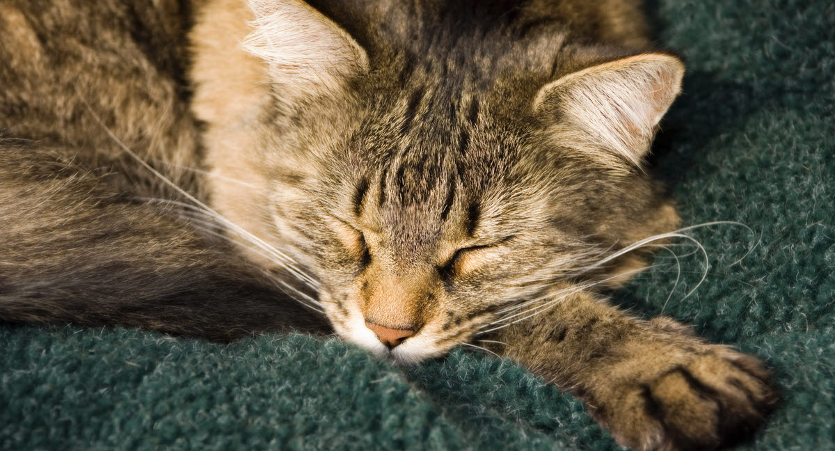 kedelig desillusion fremstille Sådan sover katten - Agria Dyreforsikring
