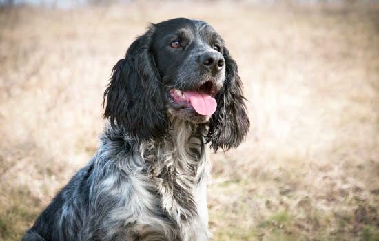 agria sygeforsikring hund