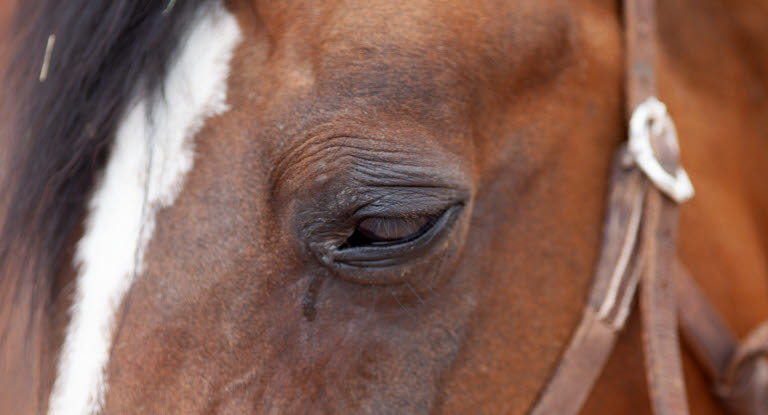 Rindende øjne kan betyde øjenbetændelse hos heste