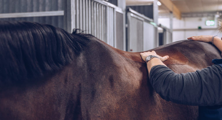 Cushings syndrom hos hest ses bl.a. ved forandringer i hestens pels