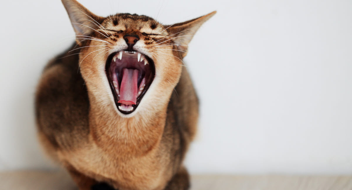 koks respektfuld Måling Almindelige adfærdsproblemer hos katte - Lær mere om dem her - Agria  Dyreforsikring